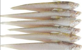 黃河口刀魚 黃河口刀魚