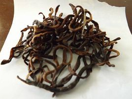 河北環毛蚓 河北環毛蚓