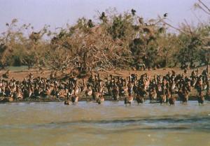 朱賈國家鳥類保護區