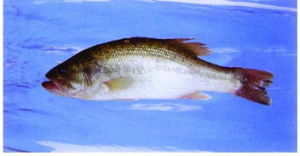 金針鱸魚丁 金針鱸魚丁