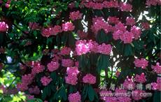 桫欏鵑海 桫欏鵑海