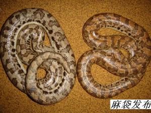 （圖）蟒蛇-沙蟒篇