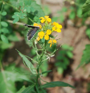華北糖芥 華北糖芥