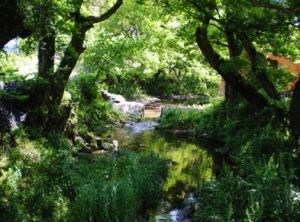 銅彈嶺古道 銅彈嶺古道