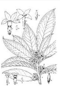 齧蝕瓣瑞香 齧蝕瓣瑞香