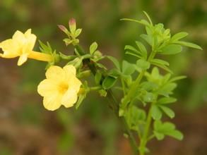 墊狀迎春 墊狀迎春