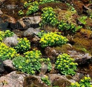 理縣金腰 理縣金腰