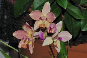 小苞雪蓮 小苞雪蓮