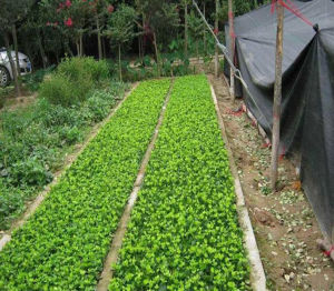 大核台灣冬青苗