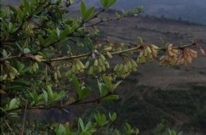 壯刺小檗 壯刺小檗