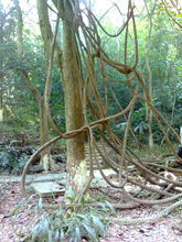 九龍藤[九龍藤]