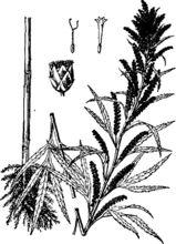 蔞蒿[桔梗目菊科植物]