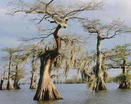 美國曼查克沼澤 美國曼查克沼澤