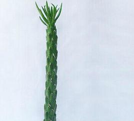 將軍柱[仙人掌屬下的一種]