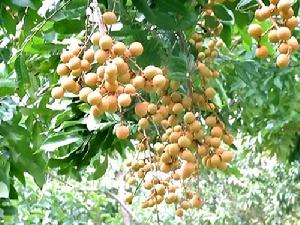 良慶1號 良慶1號