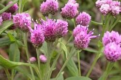 滇西風毛菊 滇西風毛菊