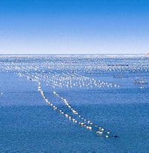 海洋牧場 海洋牧場