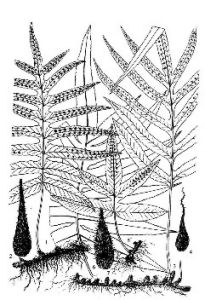 黑鱗假瘤蕨(原變種) 黑鱗假瘤蕨(原變種)