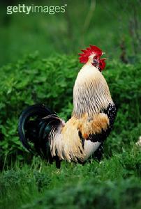 公雞