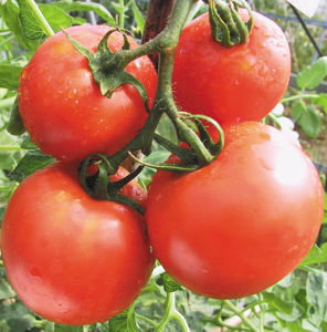 蘇紅2號 蘇紅2號