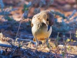弗吉克普園丁鳥 弗吉克普園丁鳥