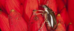 銀色甲蟲的靚麗身影