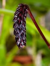 卷苞石豆蘭 卷苞石豆蘭