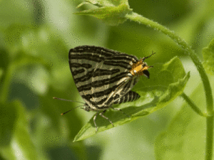 銀線工灰蝶 銀線工灰蝶