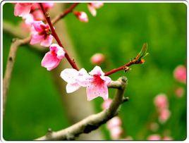 山西呂梁民歌 山西呂梁民歌