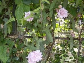 藤牡丹族 藤牡丹族