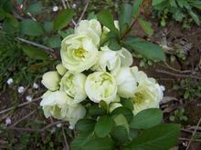 日本海棠品種-綠寶石