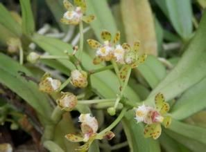 海南盆距蘭 海南盆距蘭