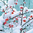 《玉樓春·紅梅》 《玉樓春·紅梅》