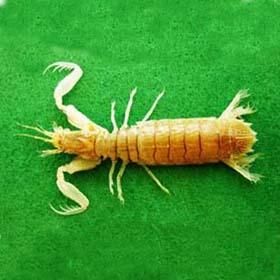 飾尾綠蝦蛄 飾尾綠蝦蛄