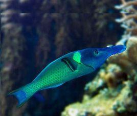 尖嘴青龍魚 尖嘴青龍魚