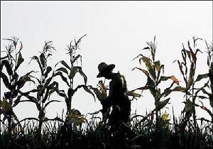 （圖）作物枯萎