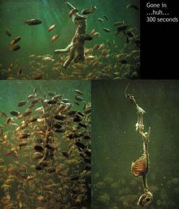 殺手：片刻讓對手變森森白骨(圖)