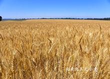 優質小麥基地