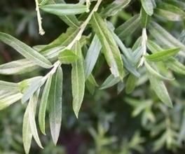 光果烏柳 光果烏柳