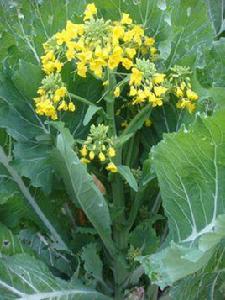 增城遲菜心 增城遲菜心