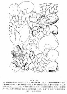 疏瘤耳葉苔 疏瘤耳葉苔