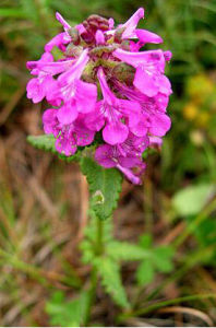 狹果穗花馬先蒿 狹果穗花馬先蒿