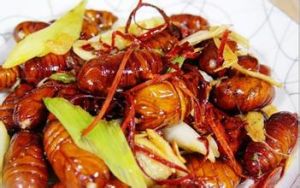 頂骨大鱔 頂骨大鱔