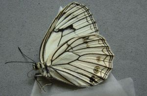 山地白眼蝶 山地白眼蝶