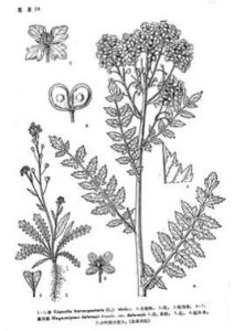 高河菜(原變種) 高河菜(原變種)