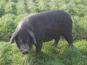 鄖陽黑豬 鄖陽黑豬