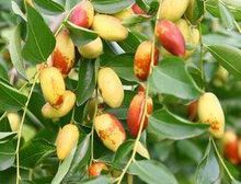 山西運城臨猗廟上子彈頭棗