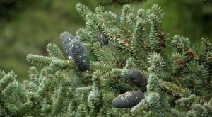 紫果冷杉 紫果冷杉