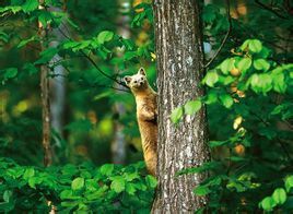 紫貂薩顏山亞種 紫貂薩顏山亞種
