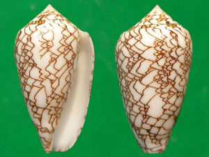 波線織錦芋螺